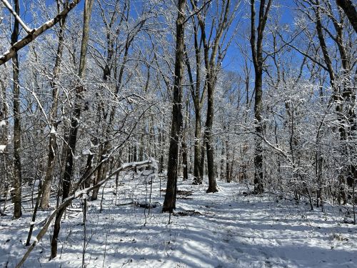 A snowy forest scene with bare trees covered in frost under a clear blue sky.