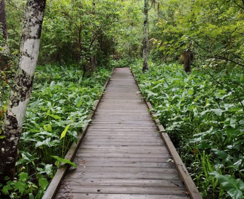 A wooden boardwalk winding through a lush, green forest with dense foliage on either side.