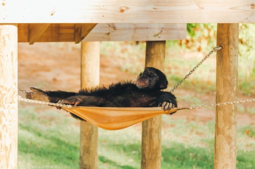 A chimpanzee relaxes in a hammock suspended between wooden posts in a sunny outdoor setting.