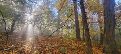 Sunlight filters through trees in a misty forest, illuminating colorful autumn leaves on the ground.