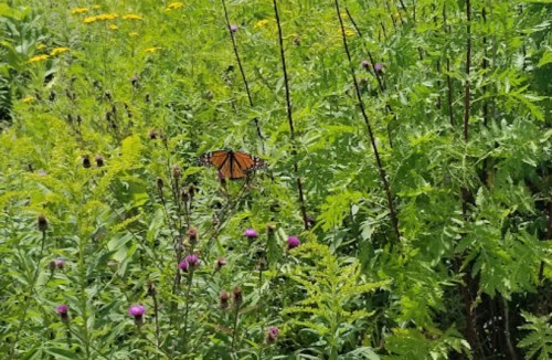 A butterfly rests among vibrant green plants and wildflowers in a sunny meadow.