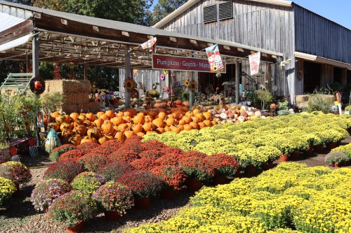A vibrant farm stand displays pumpkins, gourds, and colorful mums in front of a rustic wooden building.