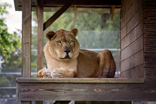 A lioness resting on a wooden platform, looking directly at the camera with a calm expression.