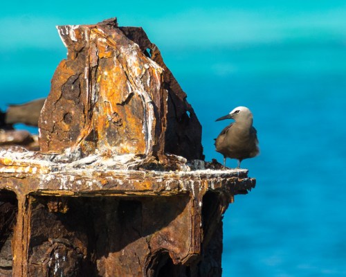 A bird perched on a rusted shipwreck against a vibrant blue ocean background.