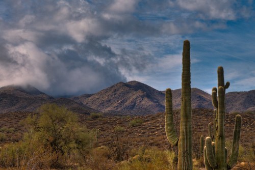 A desert landscape featuring tall cacti, rolling mountains, and a cloudy sky in the background.
