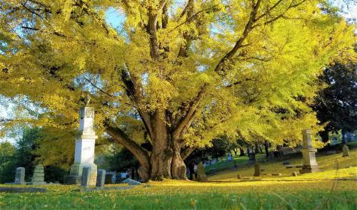 A large, vibrant yellow tree stands in a cemetery, surrounded by gravestones and a carpet of fallen leaves.