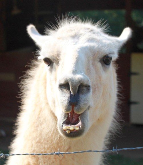 A close-up of a llama's face, showing its expressive features and open mouth, with a blurred background.