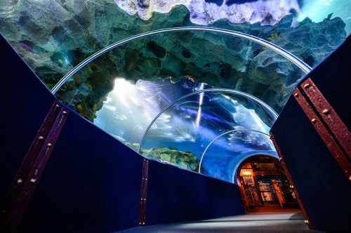 A curved underwater tunnel with vibrant marine life and colorful lighting, creating an immersive aquarium experience.