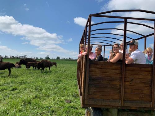 A group of people on a wagon in a field, with bison grazing nearby under a blue sky with clouds.