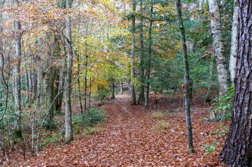 A serene forest path covered in fallen leaves, surrounded by trees with autumn foliage.