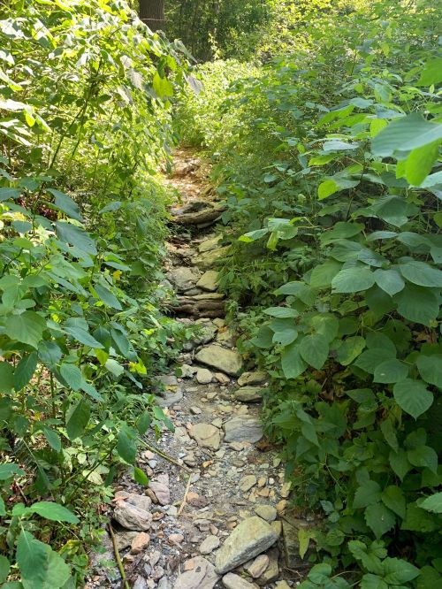 A narrow, rocky path surrounded by dense green foliage and plants, leading into a wooded area.