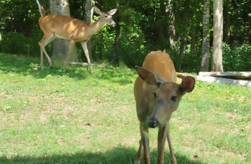 Two deer in a wooded area; one is in the foreground looking at the camera, while the other grazes in the background.