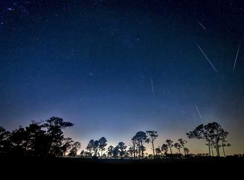 A starry night sky filled with stars and meteor trails, silhouetted by dark trees along the horizon.