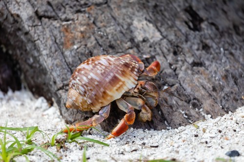 A hermit crab with a patterned shell crawls on sandy ground near a weathered log.