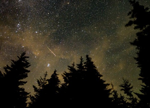 A starry night sky filled with stars and a shooting star, silhouetted by dark tree silhouettes in the foreground.