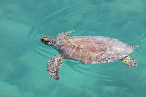 A sea turtle swims gracefully in clear turquoise water, creating gentle ripples around it.