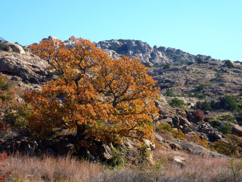 A vibrant orange tree stands against rocky hills under a clear blue sky, showcasing autumn colors in a natural landscape.