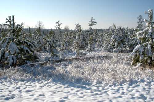 A snowy landscape with evergreen trees blanketed in white, under a clear blue sky.