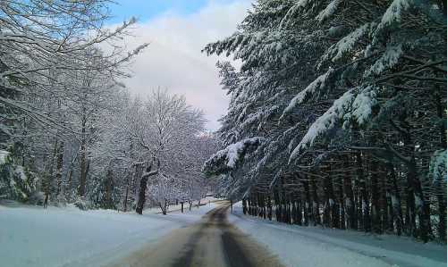 A snow-covered road lined with trees, creating a serene winter landscape under a cloudy sky.