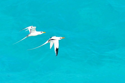 Two white birds with long tails flying over a vibrant turquoise ocean.