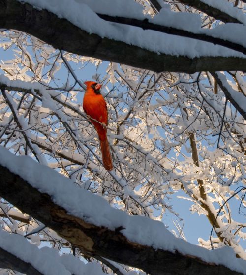 A bright red cardinal perched on a snow-covered branch against a clear blue sky.