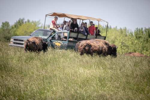 A tour vehicle with people on top drives through a grassy field with bison grazing nearby.