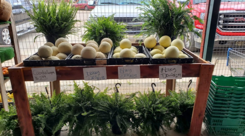 A wooden display with melons labeled "Cantaloupe," "Honey Dew," and ferns in pots, set in a market.