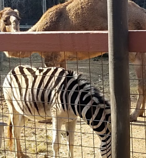 A zebra and a camel stand next to each other in a fenced area, with trees in the background.