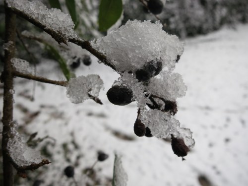 A close-up of a branch with dark berries covered in snow, set against a snowy background.