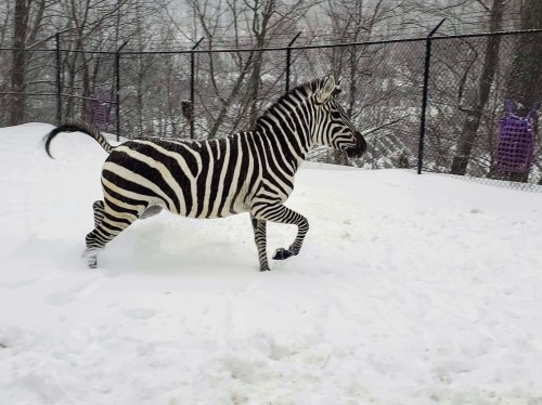 A zebra running through snow in a fenced area, surrounded by trees and a snowy landscape.