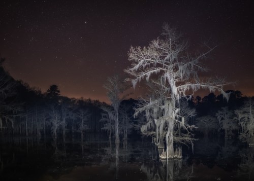 A serene night scene of a swamp with silhouetted trees draped in Spanish moss, reflecting in still water under a starry sky.