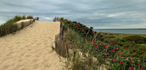 A sandy path leads through dunes, bordered by greenery and pink flowers, with a cloudy sky and water in the background.