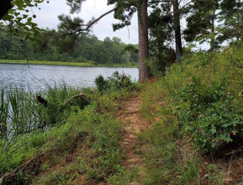 A serene lakeside scene with a narrow path, surrounded by greenery and trees, under a cloudy sky.