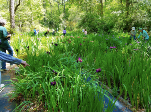 A lush garden filled with tall green plants and colorful flowers, with people tending to the area in the background.