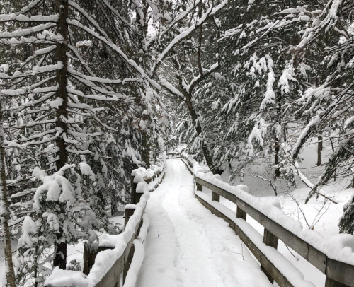 A snowy path winds through a forest, flanked by snow-covered trees and a wooden railing.