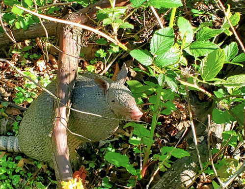 An armadillo partially hidden among green foliage and branches in a natural setting.