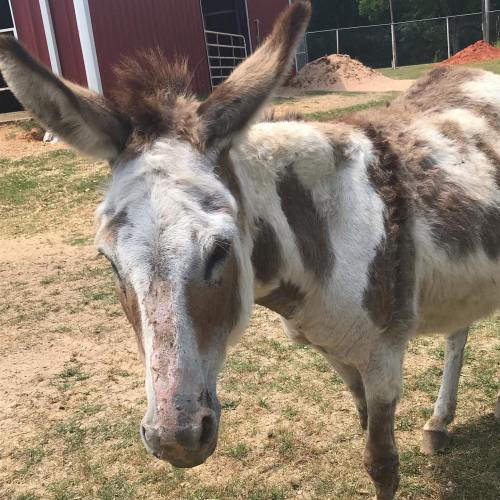 A close-up of a donkey with a shaggy coat, standing in a farmyard with a red barn in the background.