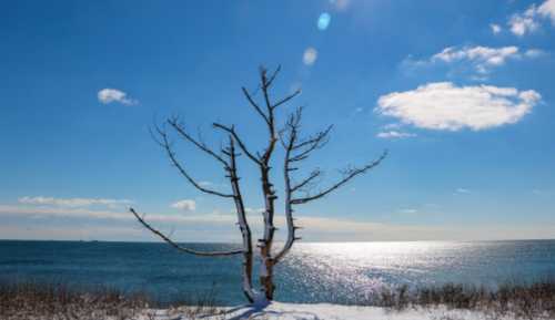 A bare tree stands on a snowy shore, overlooking a calm blue lake under a bright sky with scattered clouds.