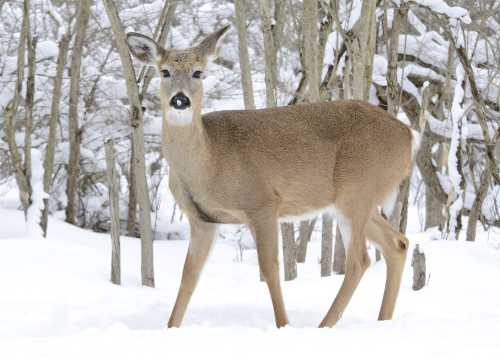 A deer standing in a snowy landscape, surrounded by bare trees.