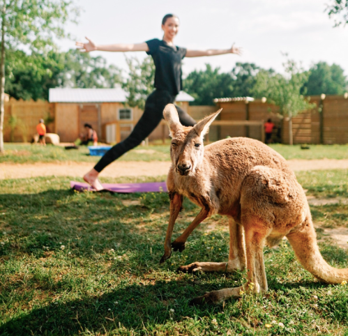 A woman practices yoga outdoors while a kangaroo sits nearby on the grass.