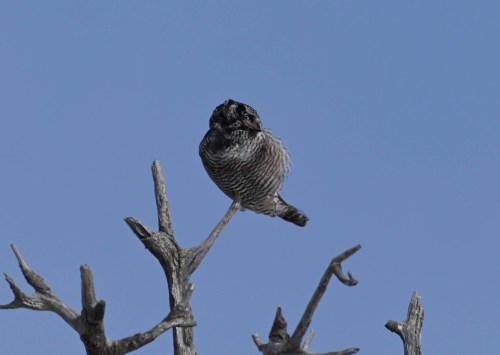 A perched owl with distinctive markings sits on a bare tree branch against a clear blue sky.