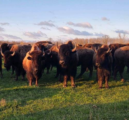 A herd of bison stands in a grassy field under a blue sky with scattered clouds.