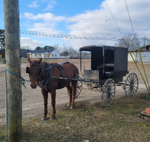A horse hitched to a black buggy stands beside a utility pole in a rural area with houses in the background.