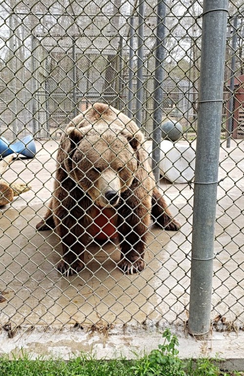 A brown bear sits behind a chain-link fence in a zoo enclosure, looking directly at the camera.