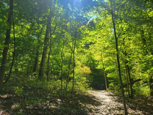 A sunlit forest path surrounded by vibrant green trees and foliage.