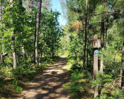 A dirt path through a lush green forest, marked by a hiking trail sign. Sunlight filters through the trees.