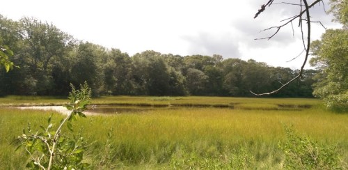 A serene landscape featuring a grassy wetland surrounded by trees under a cloudy sky.