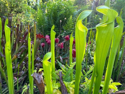 Lush garden scene featuring tall green plants, ferns, and vibrant red flowers in a natural setting.
