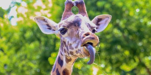 A close-up of a giraffe with its tongue out, surrounded by lush green foliage.