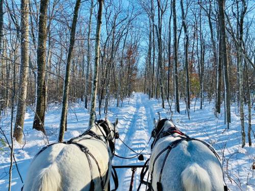 Two white horses pull a sled through a snowy forest path, surrounded by bare trees under a clear blue sky.